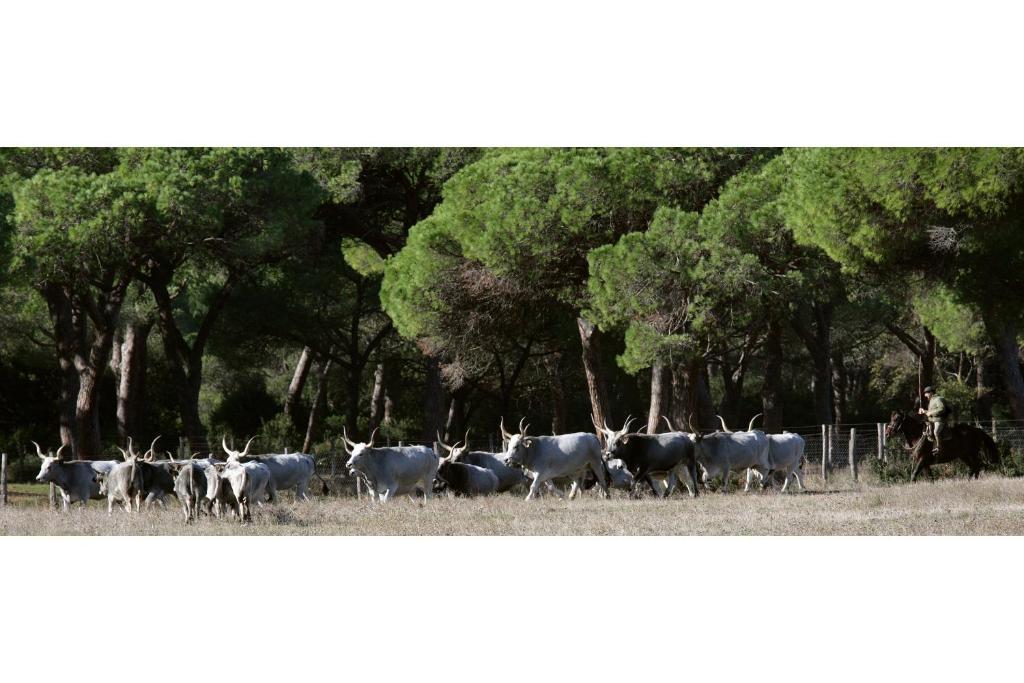 Country Resort Le Due Ruote Alberese Exterior photo